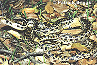 Santa Cruz Island Gopher Snake