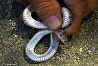 Spotted Leaf-nosed Snake