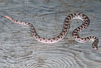 Spotted Leaf-nosed Snake