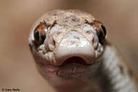 Spotted Leaf-nosed Snake