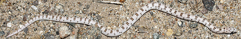 Spotted Leaf-nosed Snake