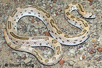 Spotted Leaf-nosed Snake