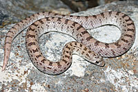 Spotted Leaf-nosed Snake