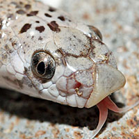 Spotted Leaf-nosed Snake