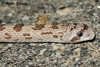 Spotted Leaf-nosed Snake