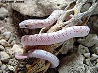 Spotted Leaf-nosed Snake