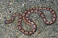 Spotted Leaf-nosed Snake