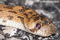 Spotted Leaf-nosed Snake