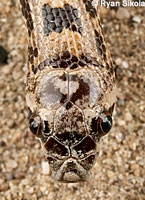 Spotted Leaf-nosed Snake