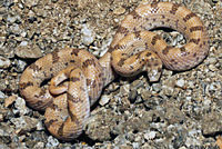 Spotted Leaf-nosed Snake