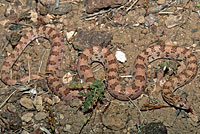 Spotted Leaf-nosed Snake