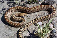 Sonoran Gopher Snake