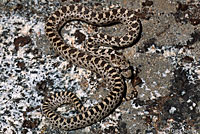 Pacific Gopher Snake