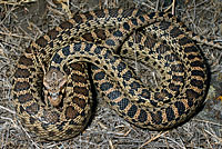 Gopher Snake