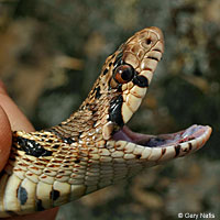 Gopher Snake