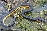 Yellow-bellied seasnake