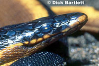 Yellow-bellied seasnake