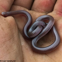 Southwestern Threadsnake