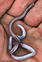 Southwestern Threadsnake