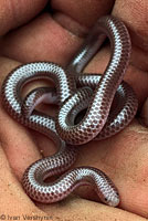 Southwestern Threadsnake