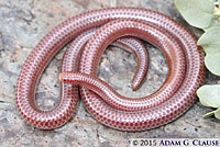 Southwestern Threadsnake