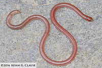 Southwestern Threadsnake