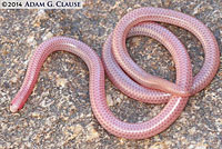 Southwestern Threadsnake