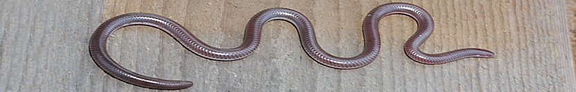 Southwestern Threadsnake