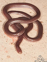 Southwestern Threadsnake