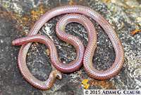 Southwestern Threadsnake