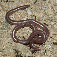 Southwestern Threadsnake