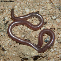 Southwestern Threadsnake