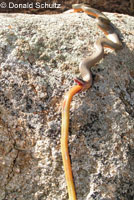 ring-necked snake eating legless lizard