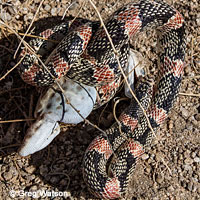 Long-nosed Snake 