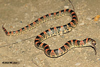 Long-nosed Snake 