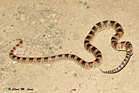 Long-nosed Snake 