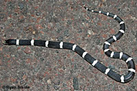 Long-nosed Snake 