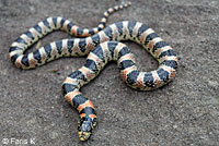 Western Black-headed Snake