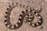 Long-nosed Snake 