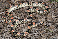 Long-nosed Snake 