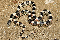 Long-nosed Snake 