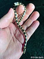 Long-nosed Snake 