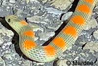 Variable Groundsnake