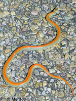 Variable Groundsnake