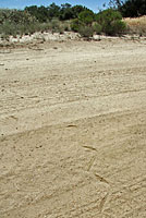 Desert Patch-nosed Snake tracks