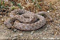 San Diego Nightsnake