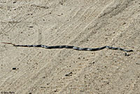 Desert Patch-nosed Snake