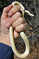 Desert Patch-nosed Snake