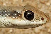 Desert Patch-nosed Snake