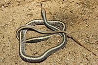 Desert Patch-nosed Snake